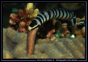 Another shot of this Banded sea snake hunting and trying ... by Michel Lonfat 